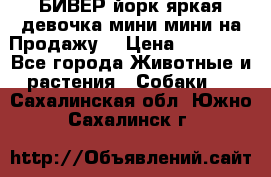 БИВЕР йорк яркая девочка мини мини на Продажу! › Цена ­ 45 000 - Все города Животные и растения » Собаки   . Сахалинская обл.,Южно-Сахалинск г.